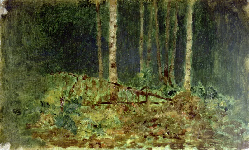 Березы в лесу